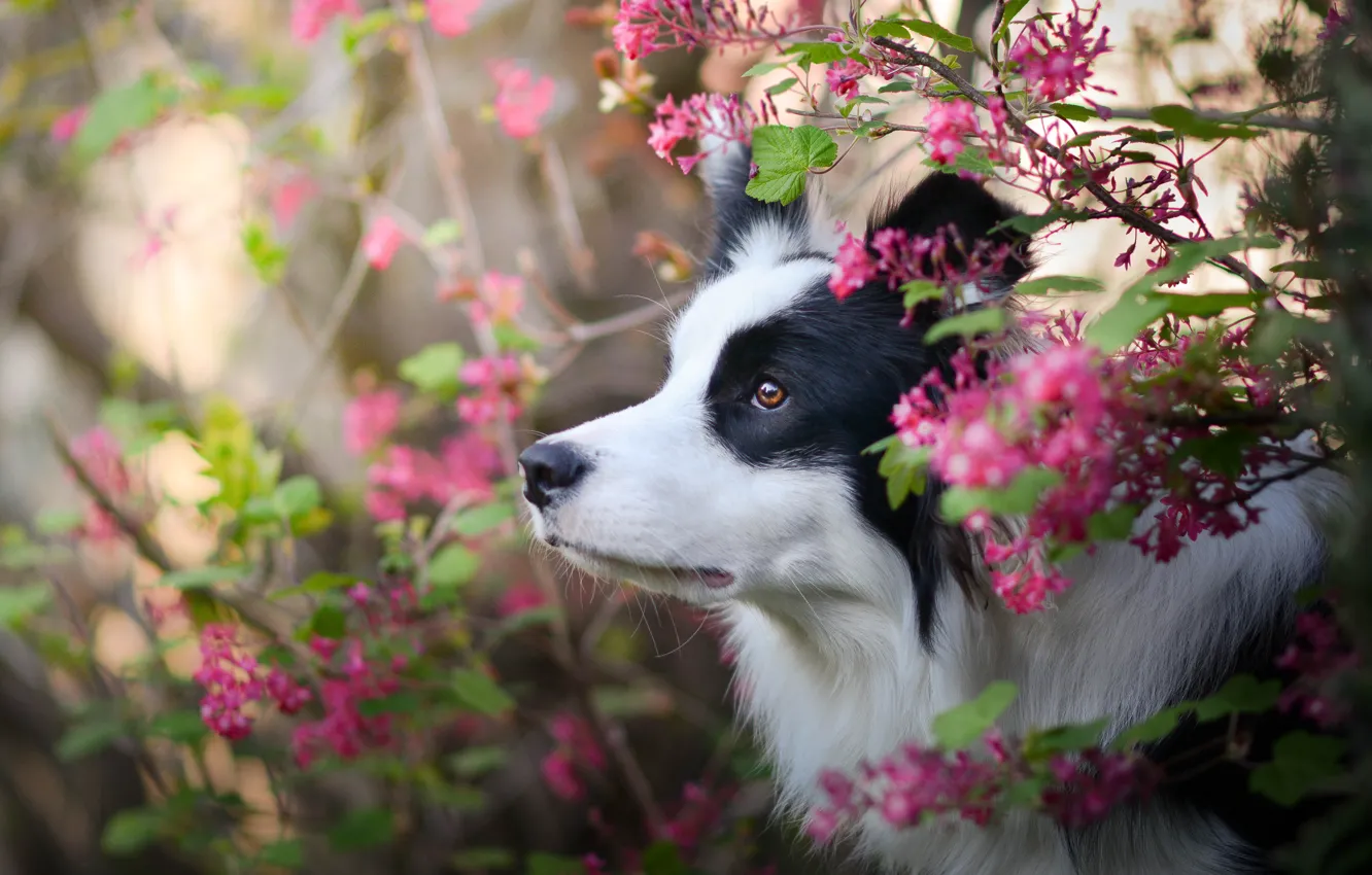 Фото обои морда, цветы, собака, Бордер-колли