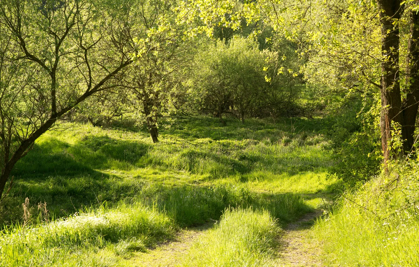 Фото обои зелень, лес, лето, трава, солнце, деревья, Германия, Бавария