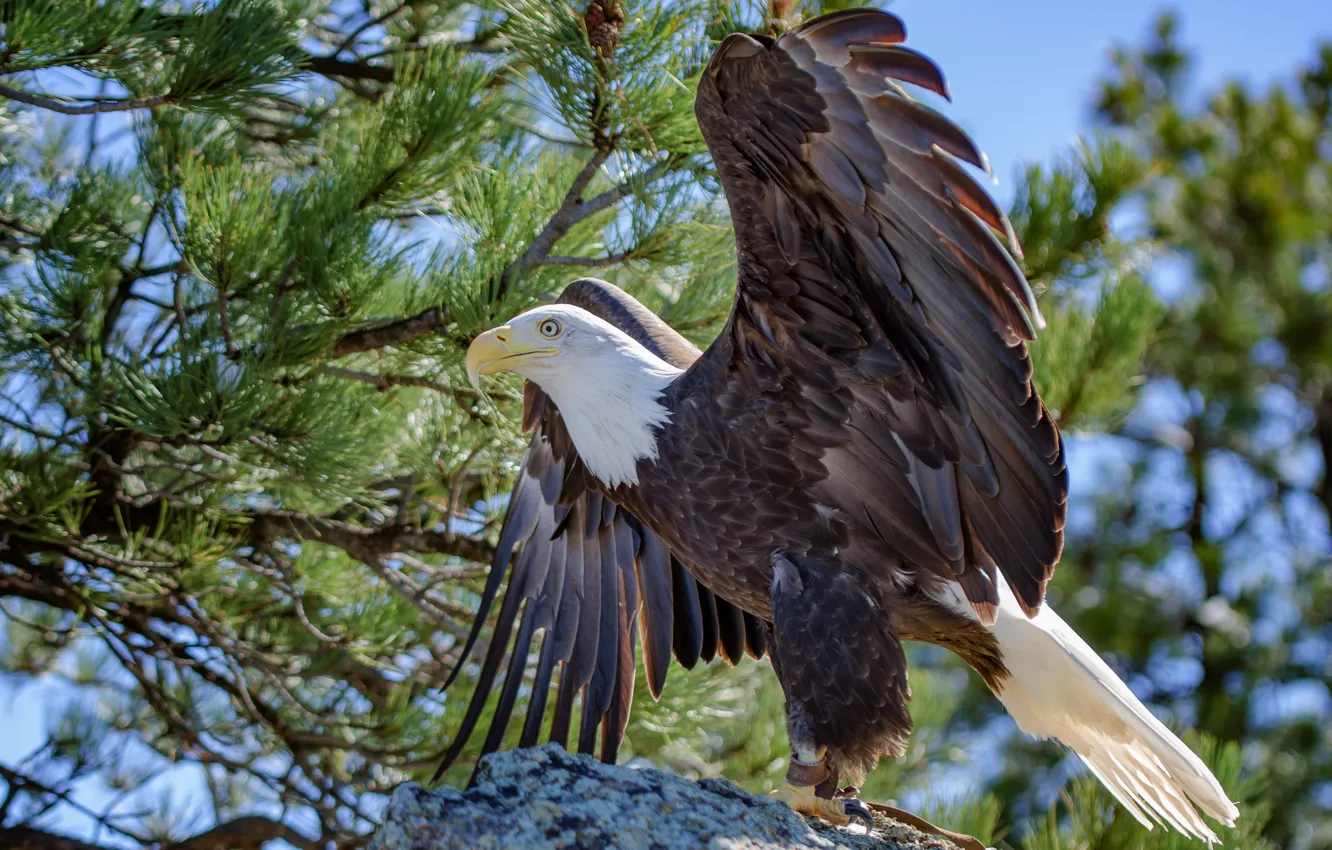 Фото обои крылья, клюв, белоголовый орлан, bald eagle