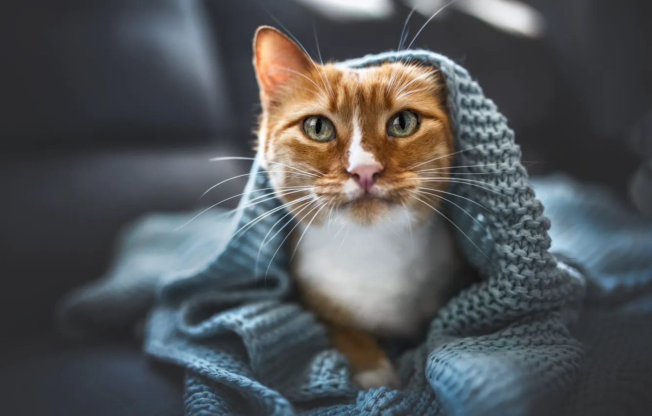 Фото обои кошка, кот, взгляд, поза, мордашка