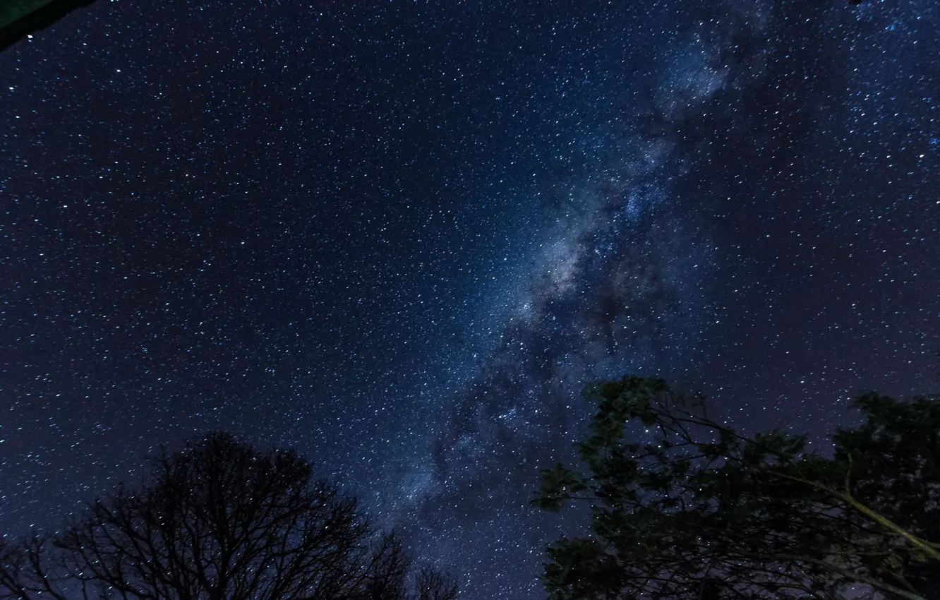 Фото обои космос, звезды, деревья, ночь, пространство, млечный путь, силуэты