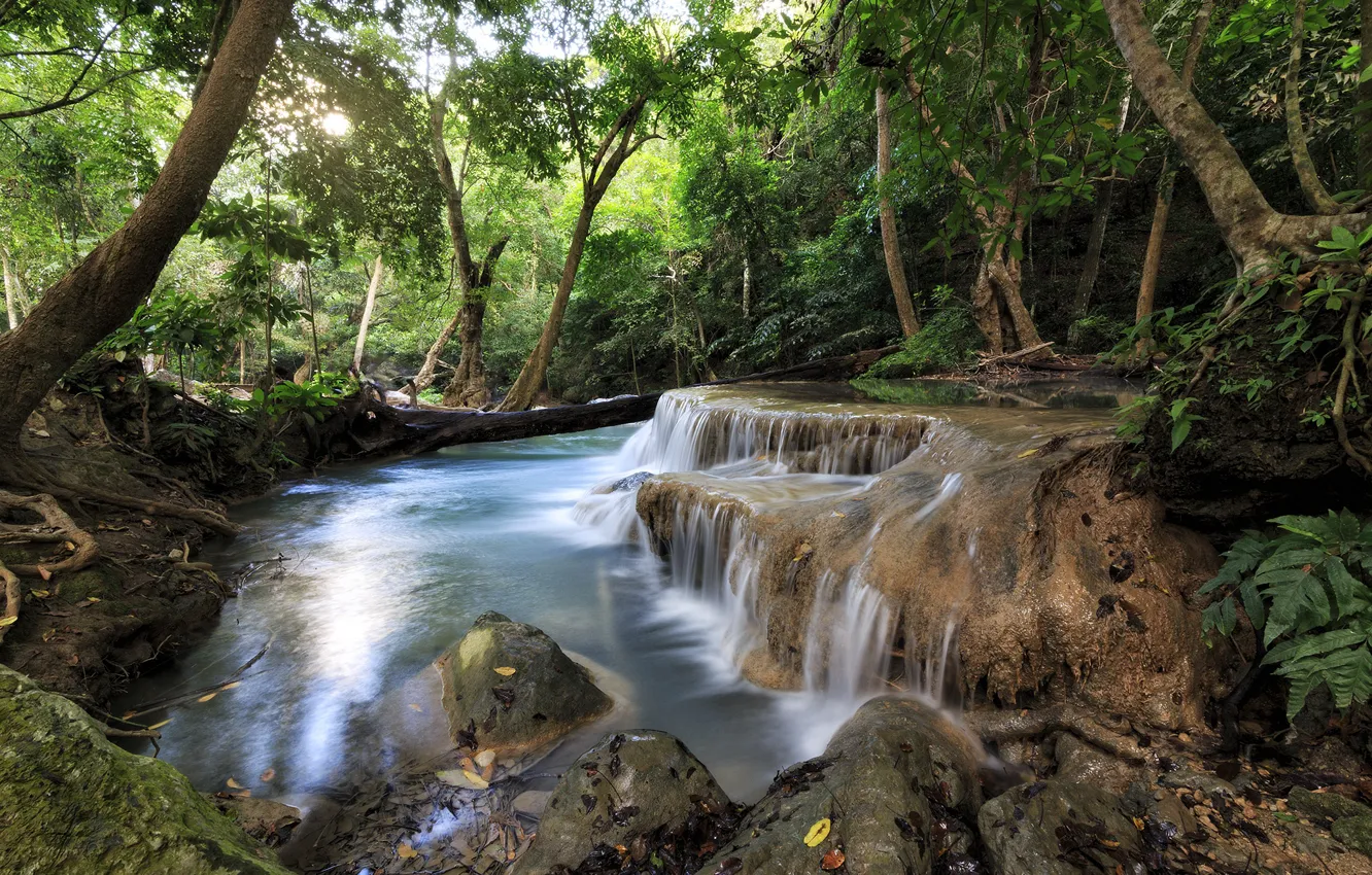 Фото обои лес, деревья, природа, водоем