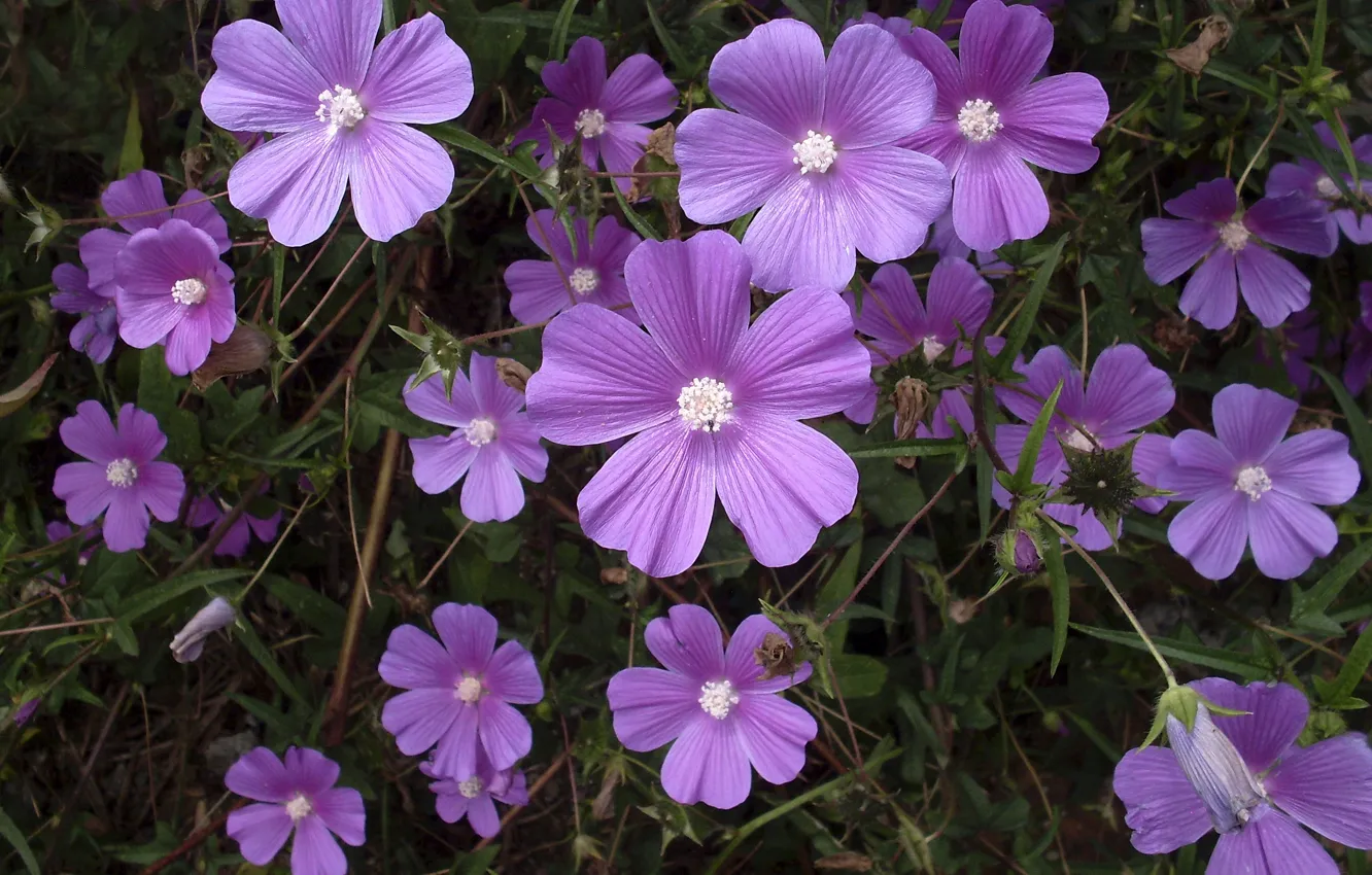 Фото обои лиловый, полевые цветы, lilac, wildflowers, myoselin