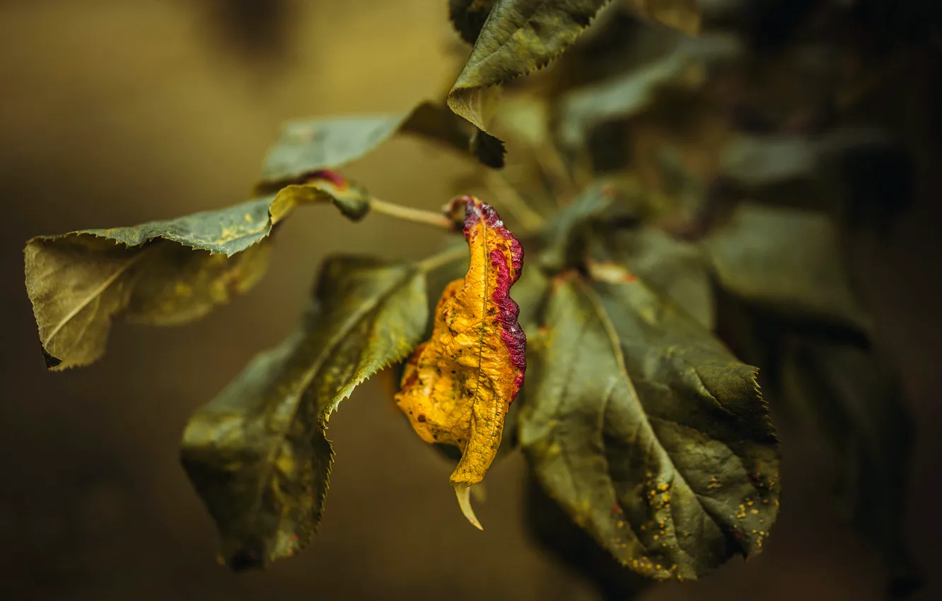 Фото обои листья, макро, боке, leaf