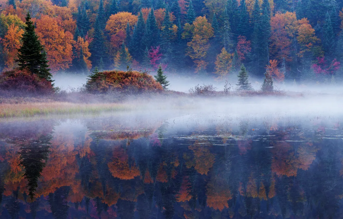 Фото обои осень, лес, отражения, деревья, природа, туман, река