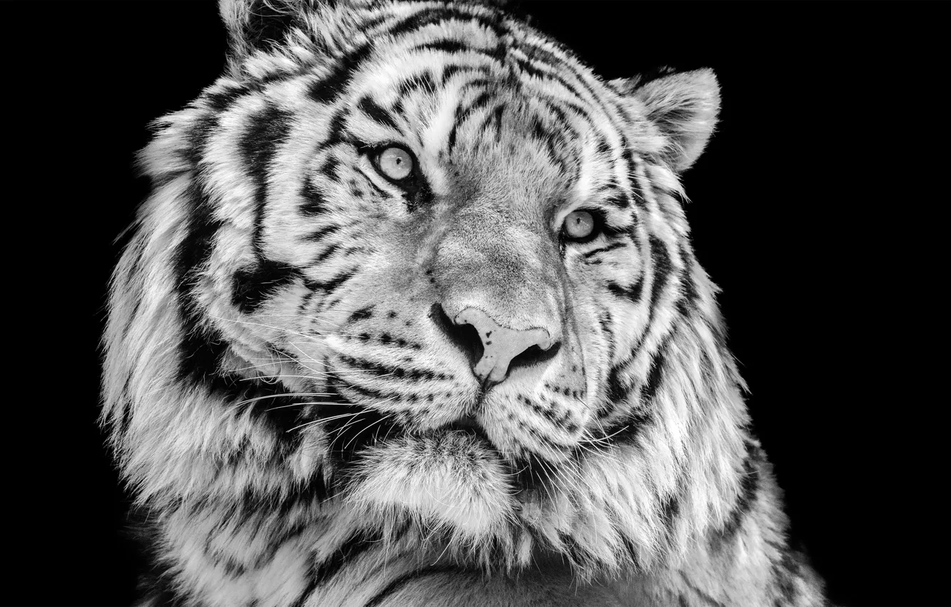 Фото обои крупный план, тигр, фото, портрет, хищник, черно-белое, черный фон