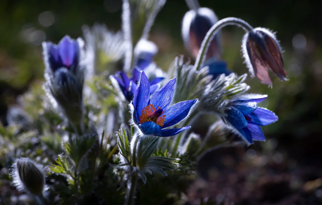 Фото обои цветы, синие, анемоны, прострел