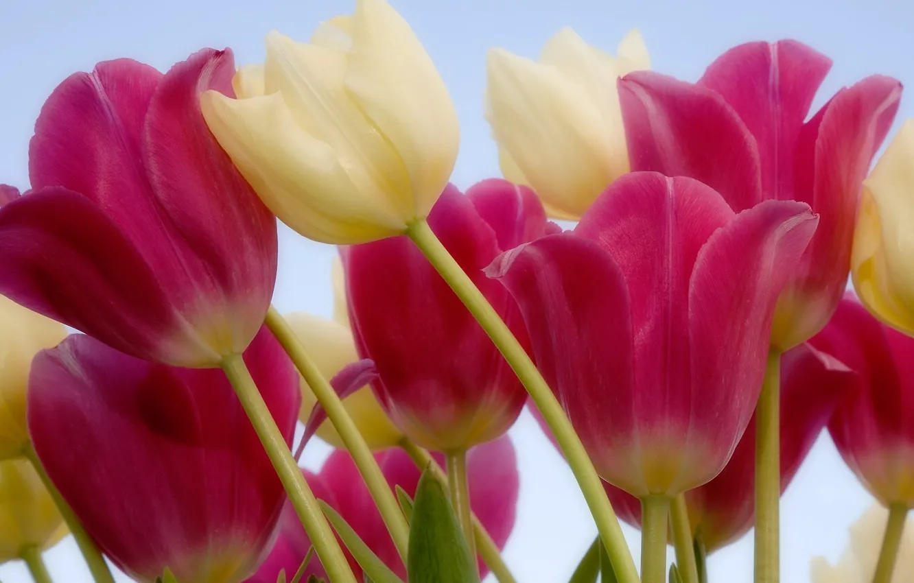 Фото обои цветы, стебель, тюльпаны, розовые, белые