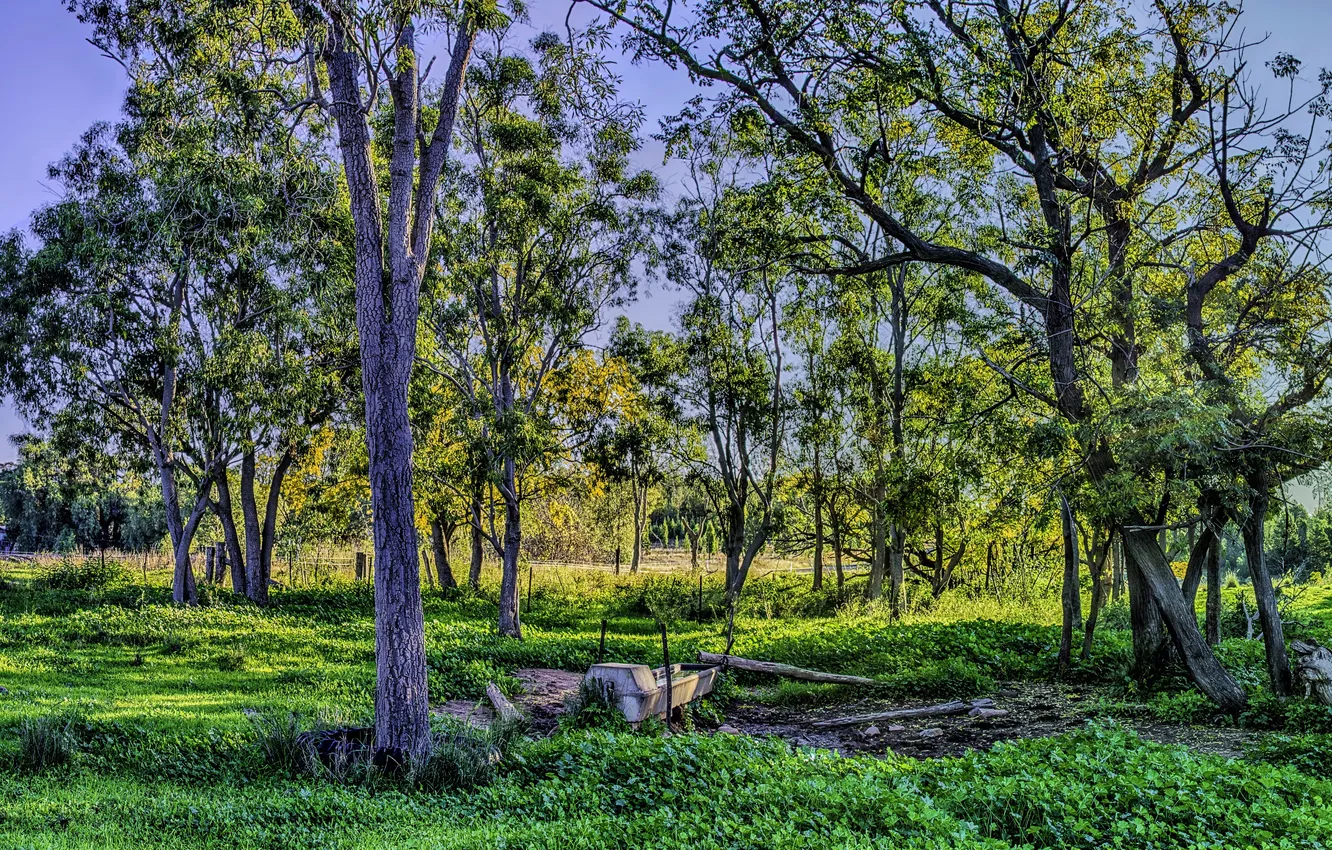 Фото обои осень, трава, деревья, забор, HDR, ранняя, участки