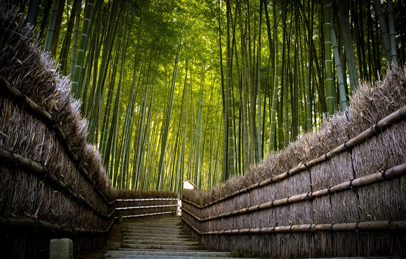 Фото обои дорога, забор, бамбук