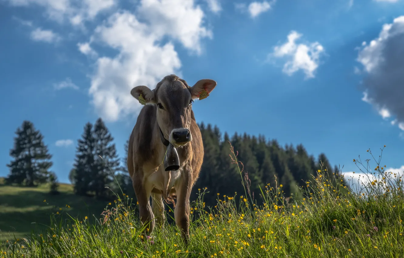 Фото обои трава, взгляд, корова, луг, теленок, бычок