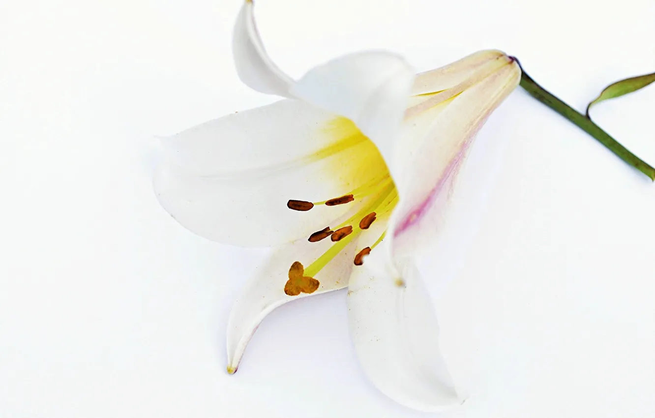 Фото обои цветок, фон, лилия