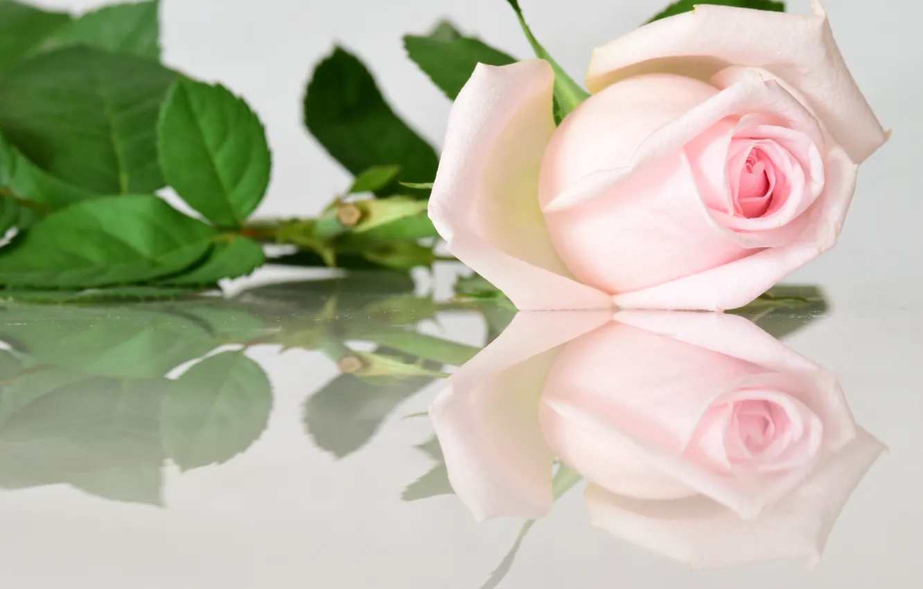 Фото обои отражение, розовый, роза, бутон