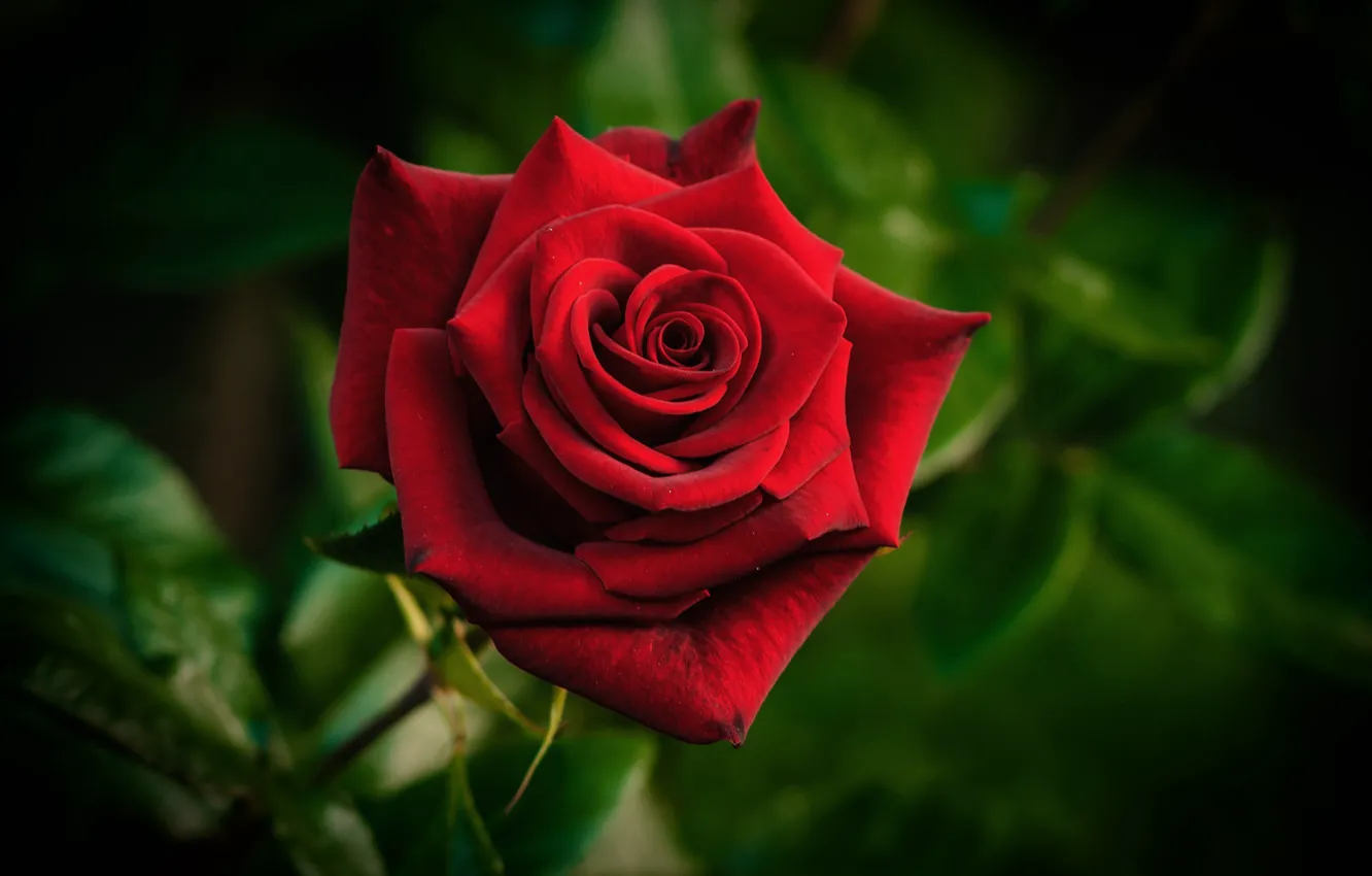 Фото обои роза, лепестки, красная, цветение, боке