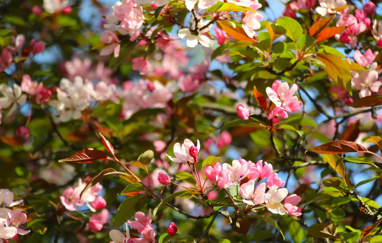 Фото обои spring, twigs, blooming