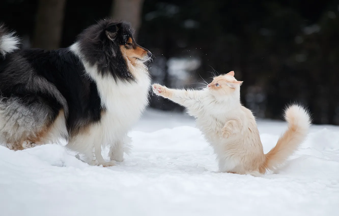 Фото обои зима, кот, снег, лапа, собака, Светлана Писарева, махач