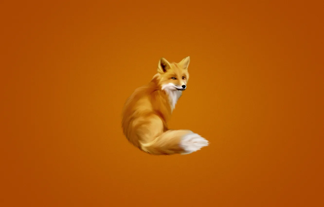 Фото обои лиса, хвост, оранжевый фон, fox, пушистая