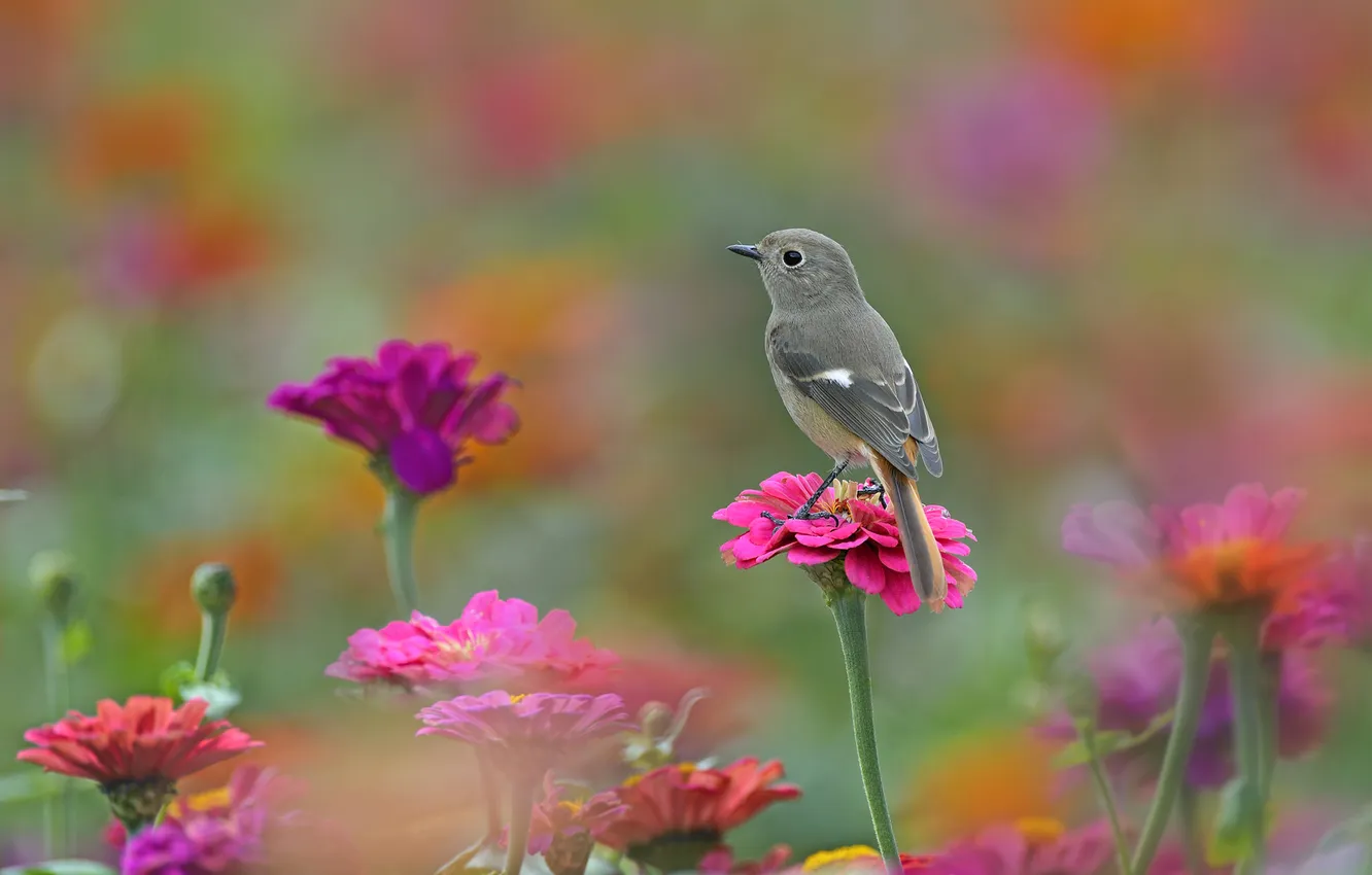 Фото обои цветы, природа, птица