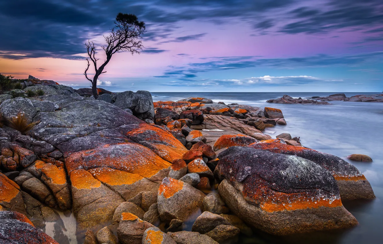 Фото обои море, небо, камни, дерево, побережье, горизонт, Австралия, Tasmania