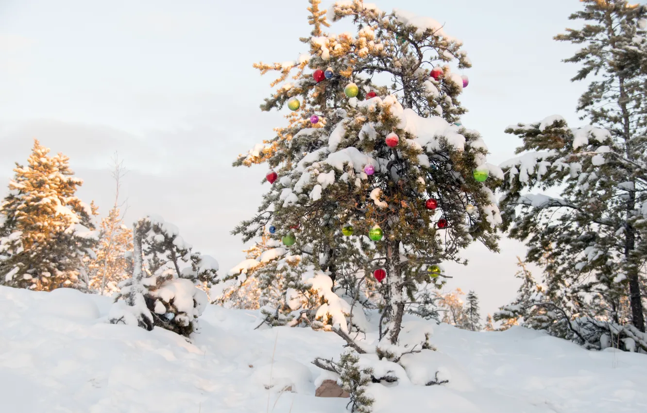 Фото обои зима, снег, игрушки, елка