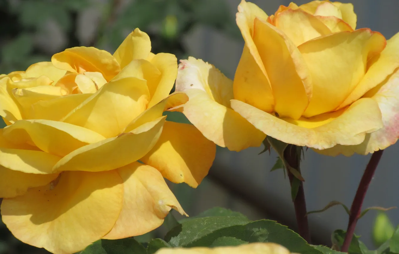 Фото обои Цветы, Розы, Meduzanol ©, Желтые розы, Лето 2018