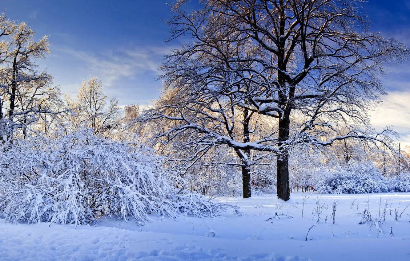 Фото обои зима, снег, деревья, природа.