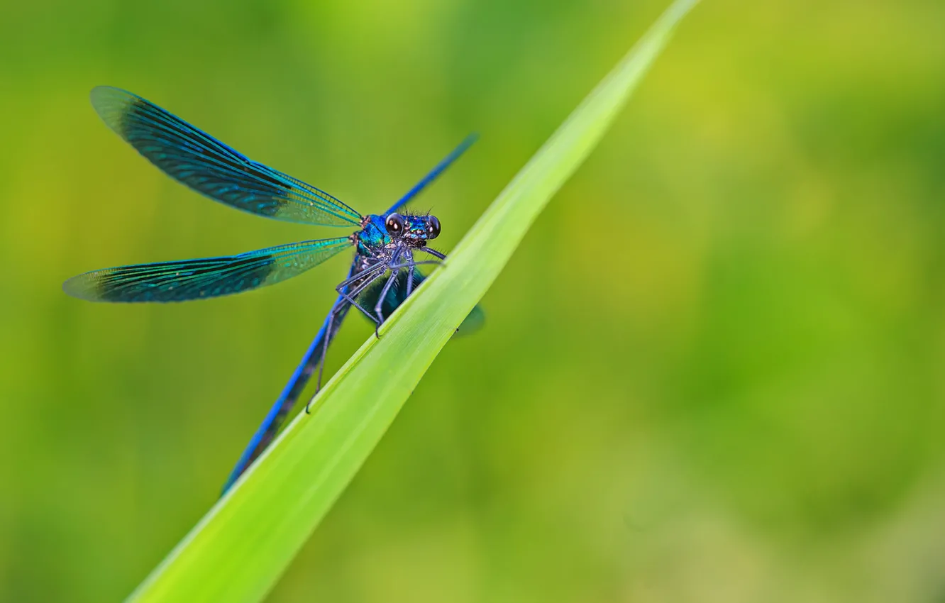 Фото обои трава, лист, стрекоза, голубая