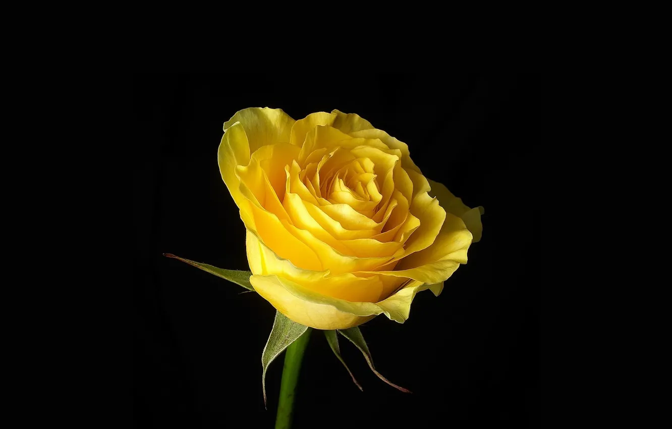 Фото обои цветы, роза, чёрный фон