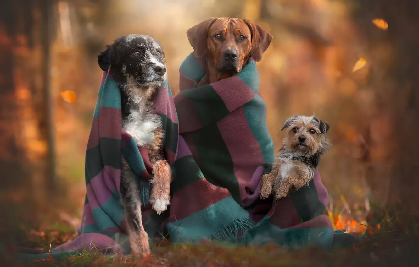 Фото обои осень, собаки, трио, друзья