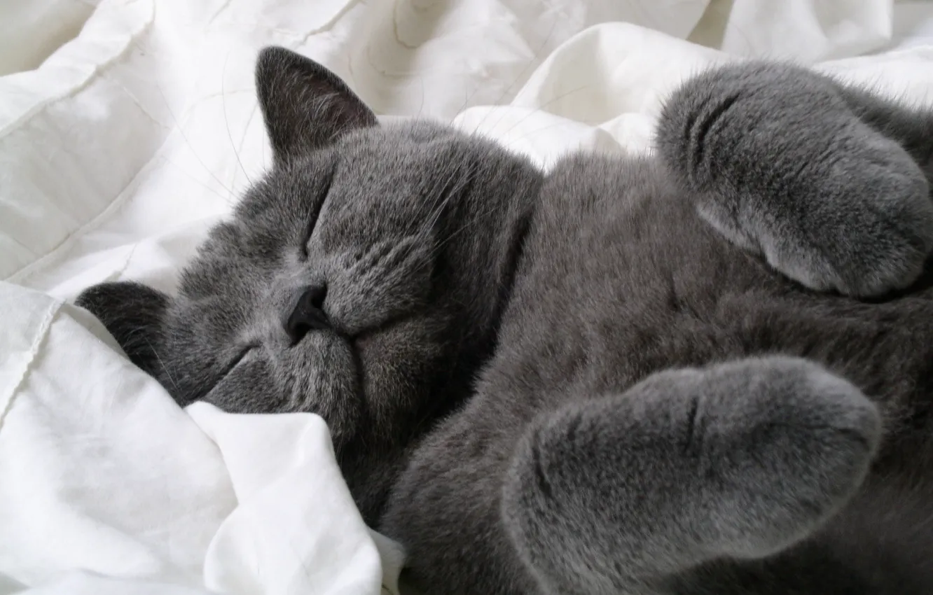 Фото обои серый, Кот, лапочка, спит крошка, пупс то еще