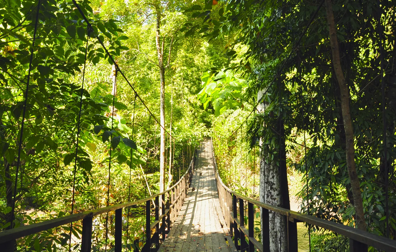 Фото обои лес, деревья, мост, зеленый, висячий мост