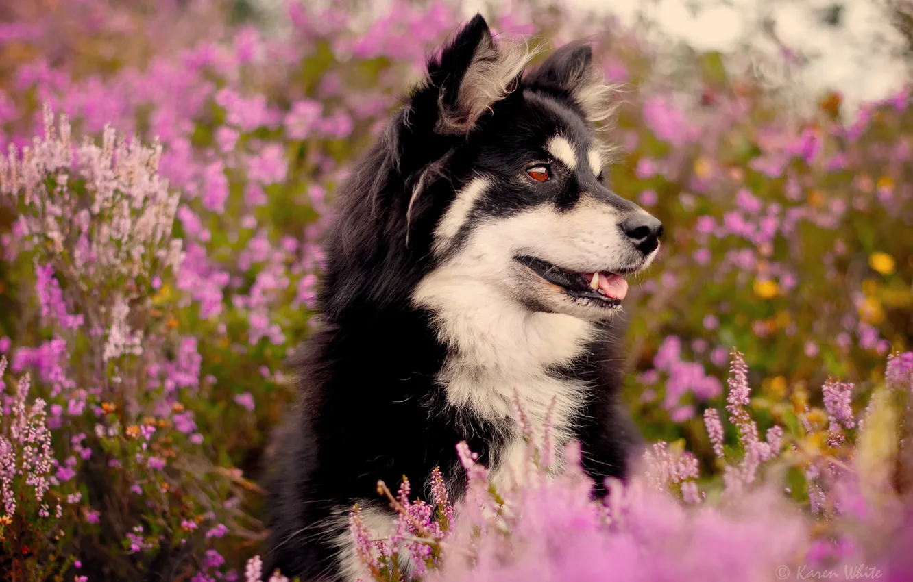 Фото обои цветы, кусты, пёс