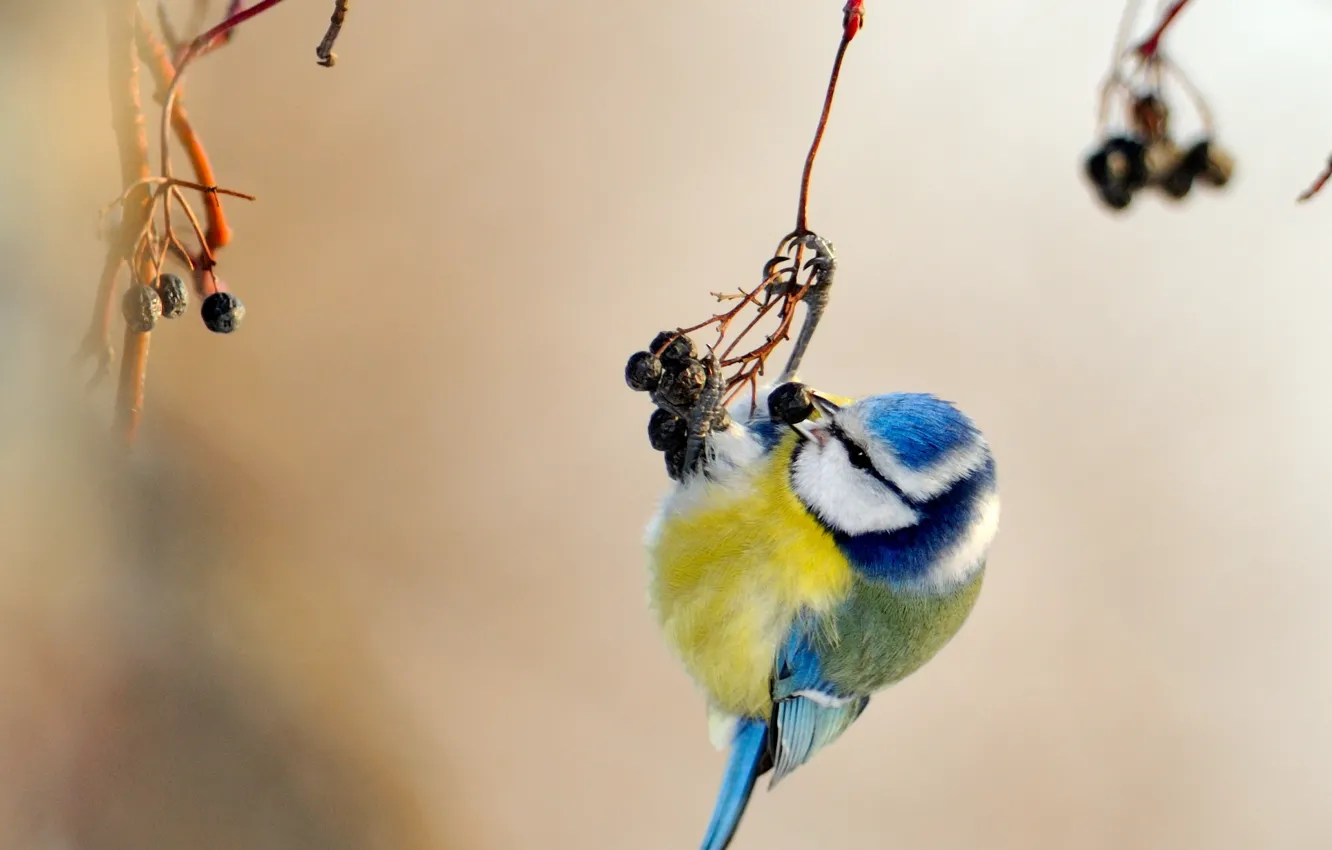 Фото обои желтый, голубой, птица, синица