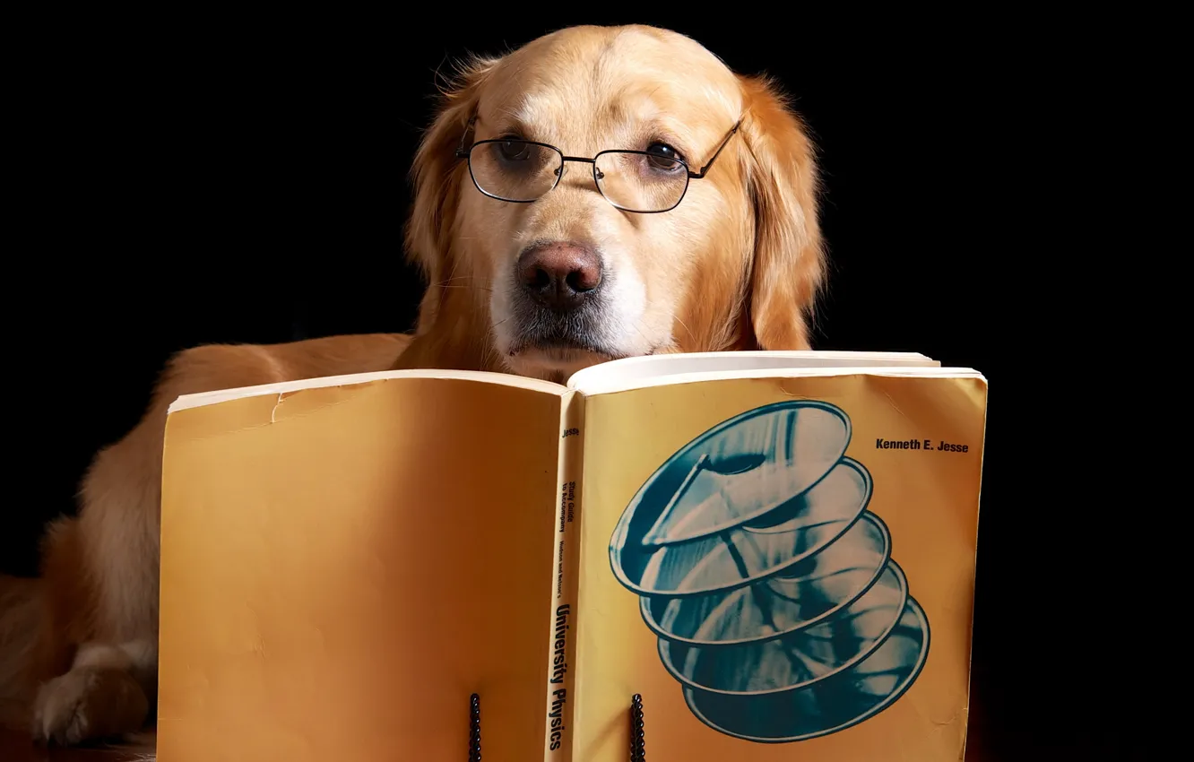 Фото обои друг, собака, книга