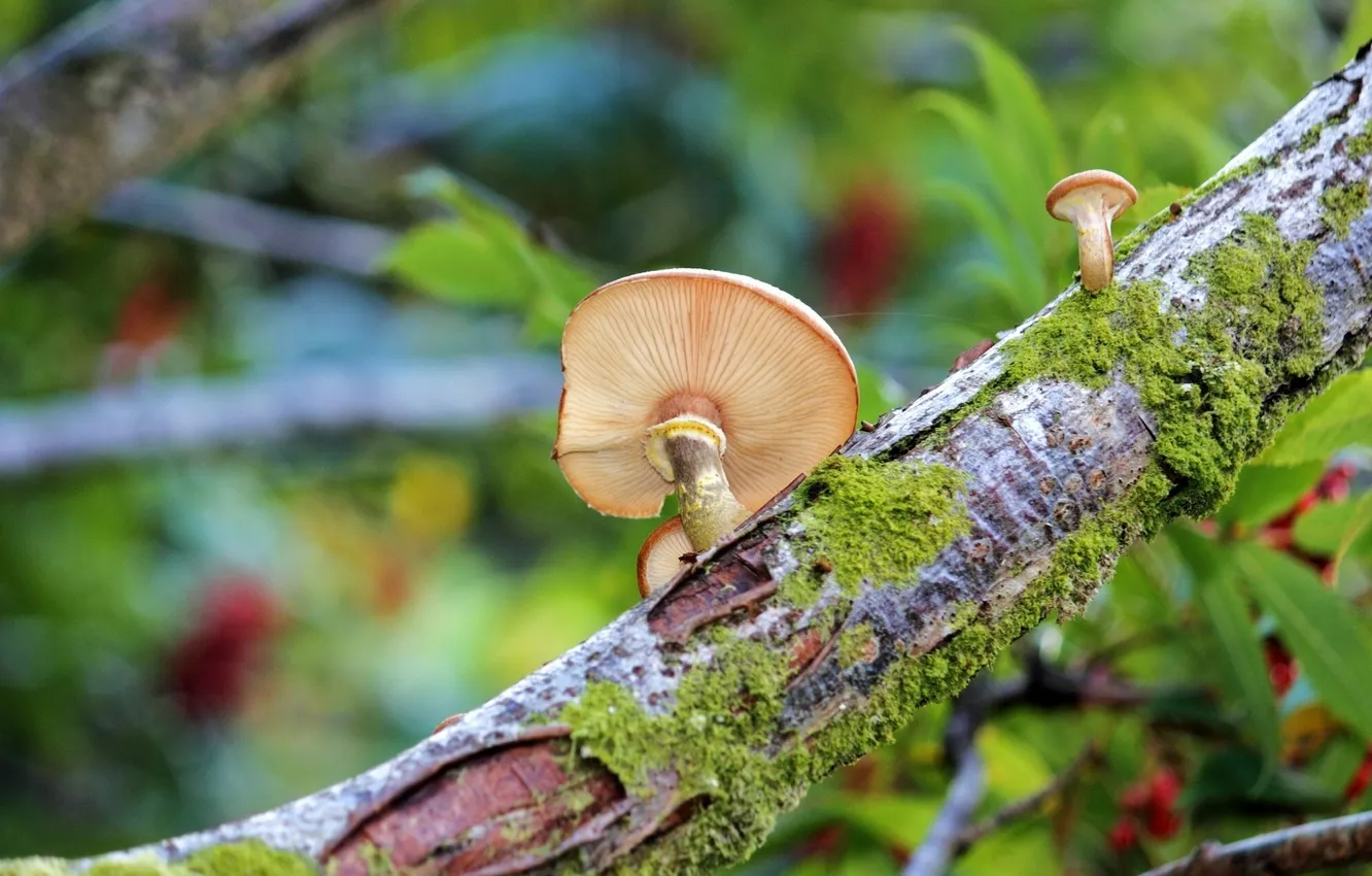 Фото обои макро, дерево, грибы