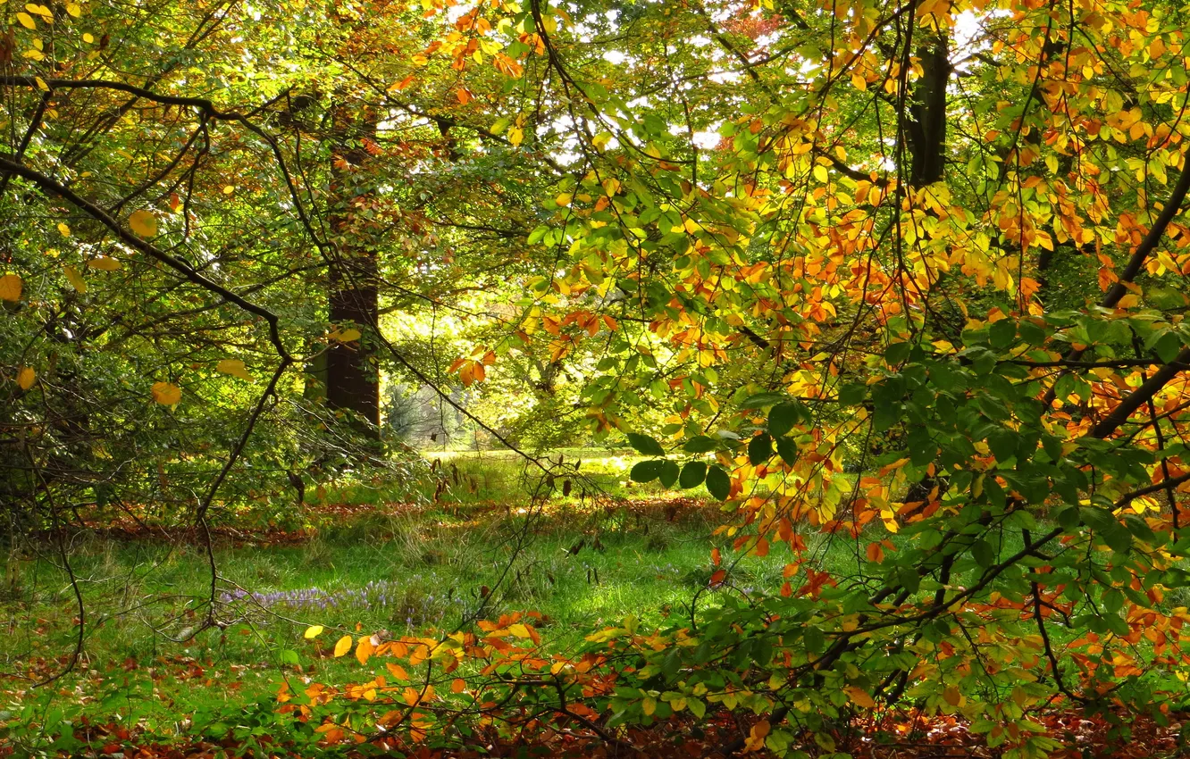 Фото обои осень, ветки, природа, парк, фото