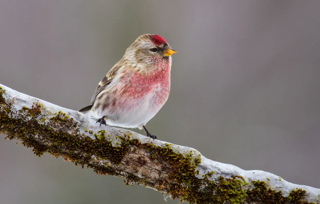 Фото обои снег, птица, розовая, мох, ветка