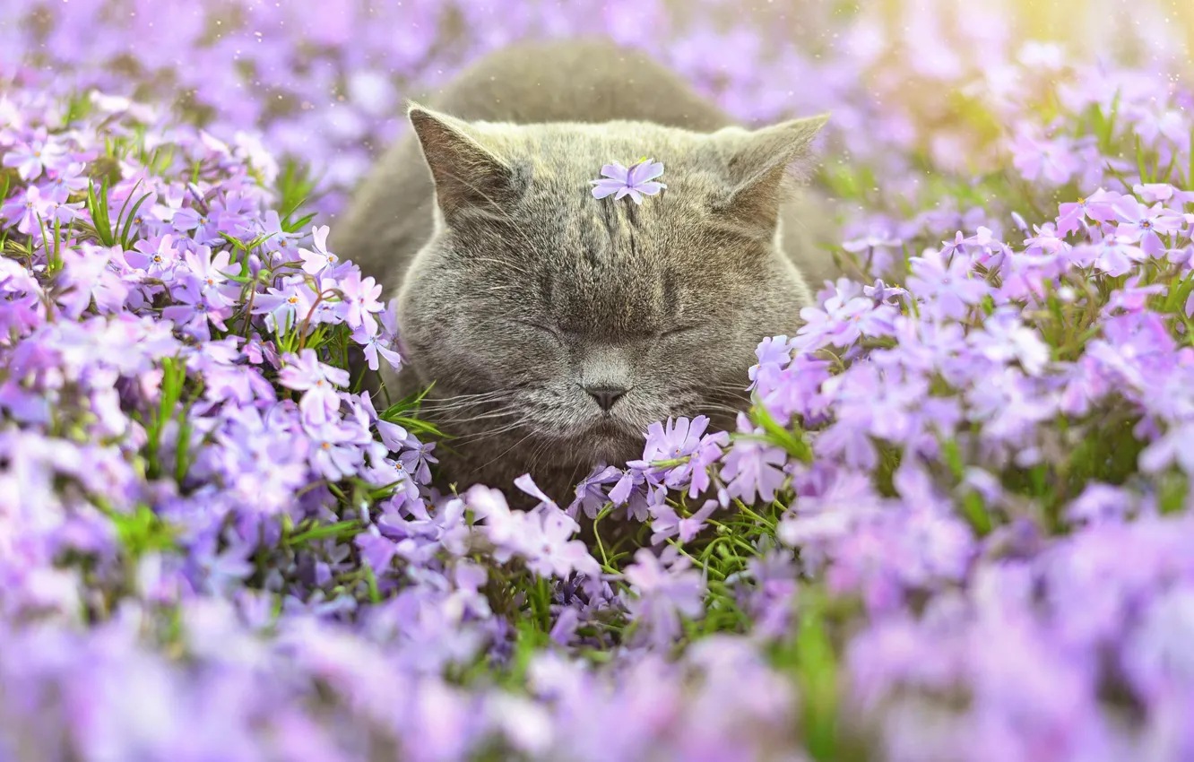 Фото обои кот, цветы, сон