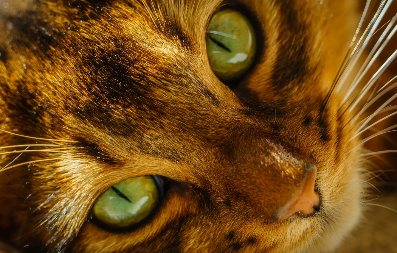 Фото обои кошка, глаза, кот, усы, морда, нос, зеленые