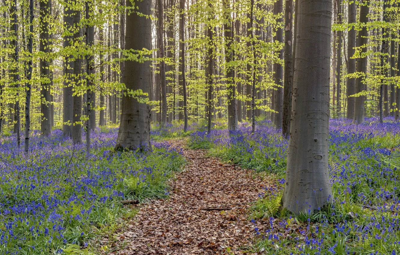Фото обои лес, весна, Бельгия, колокольчики, тропинка, Walloon Brabant