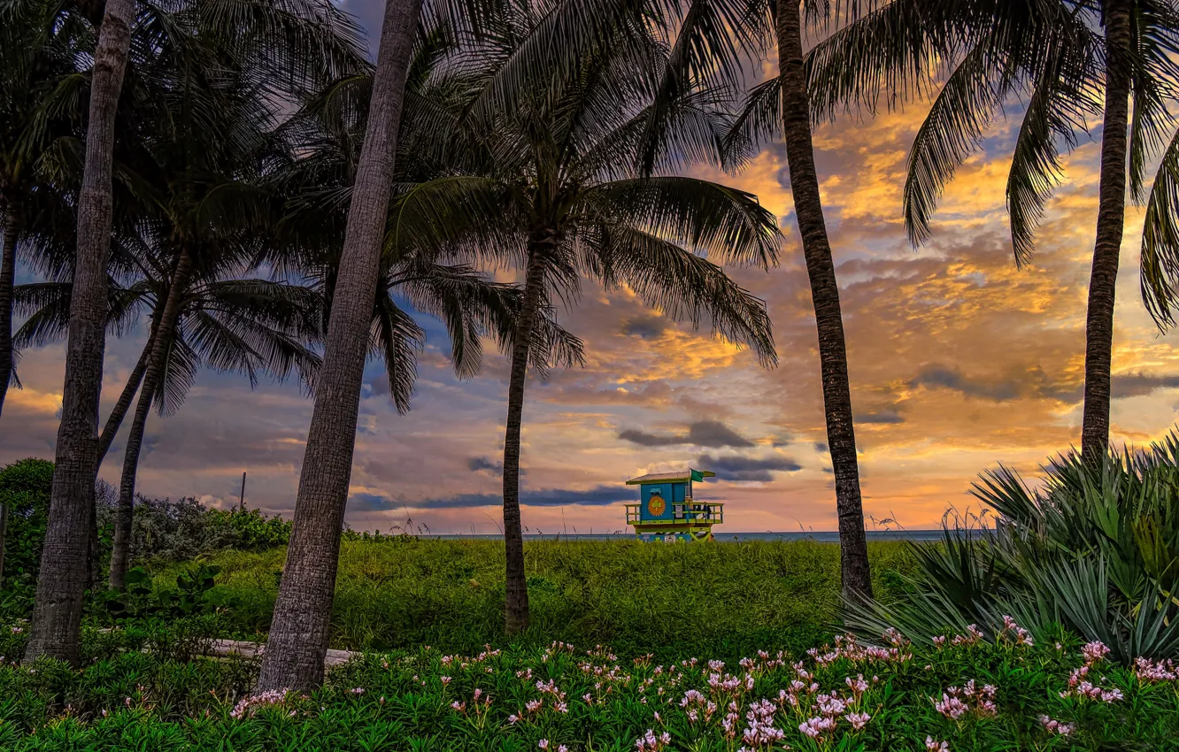 Фото обои закат, цветы, пальмы, побережье, Флорида, Florida, Miami Beach, Майами-Бич