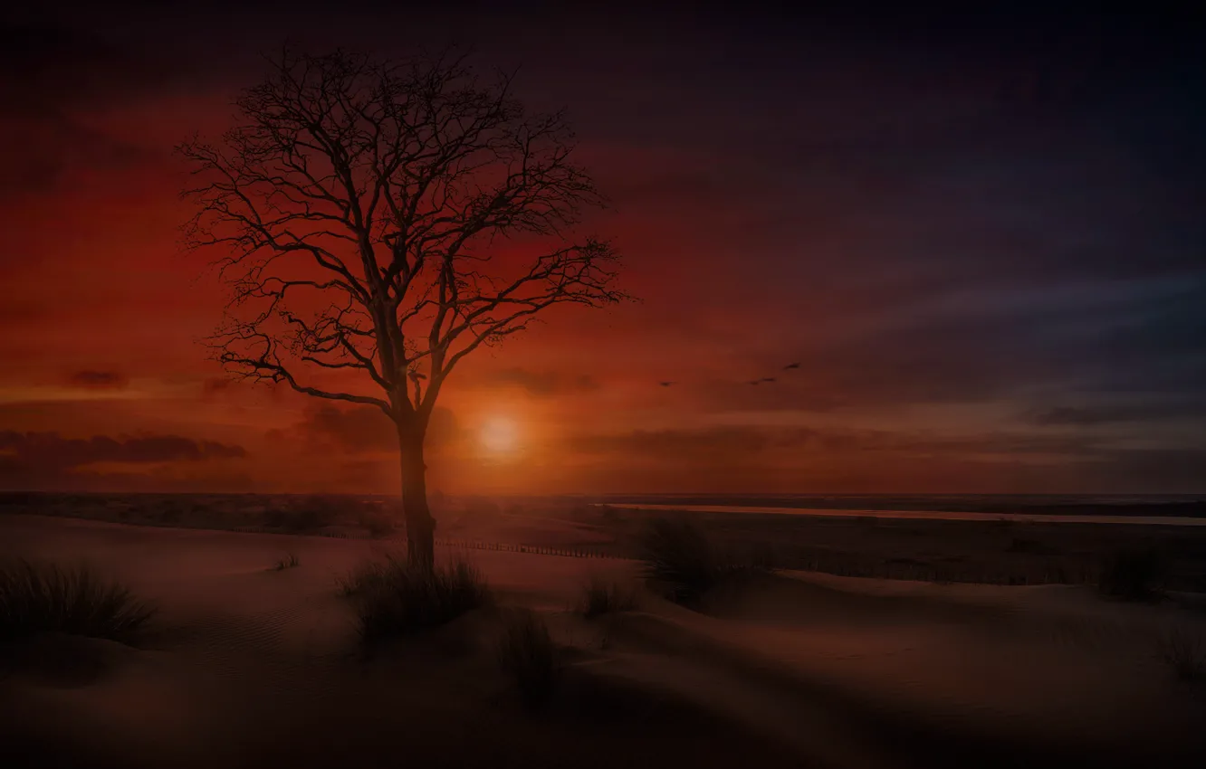 Фото обои песок, море, небо, дерево, берег, вечер