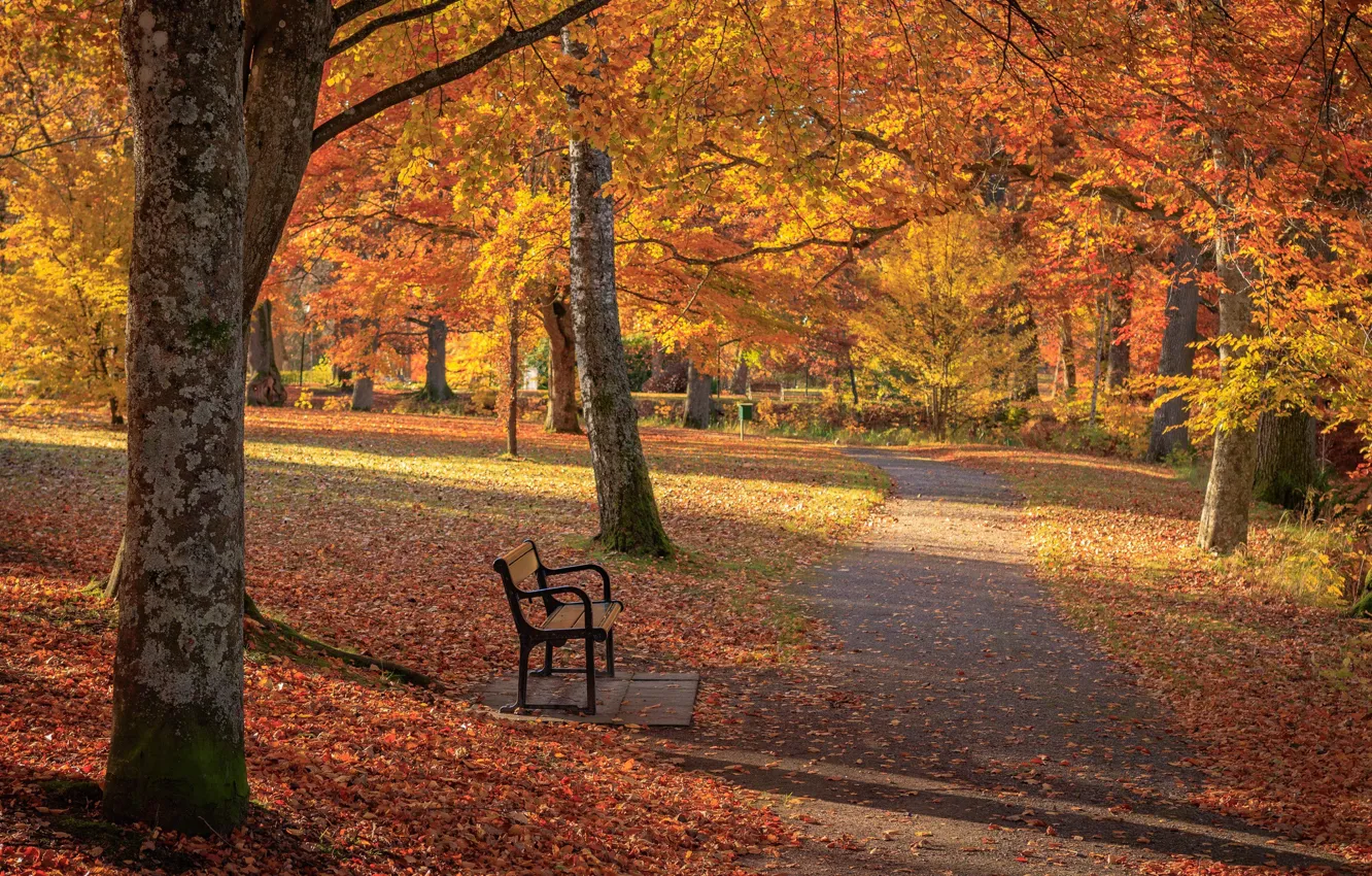 Фото обои осень, парк, листва, дорожка