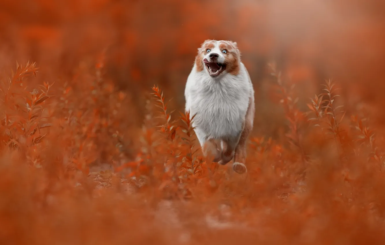 Фото обои трава, радость, собака, бег, прогулка, боке, Австралийская овчарка, Аусси