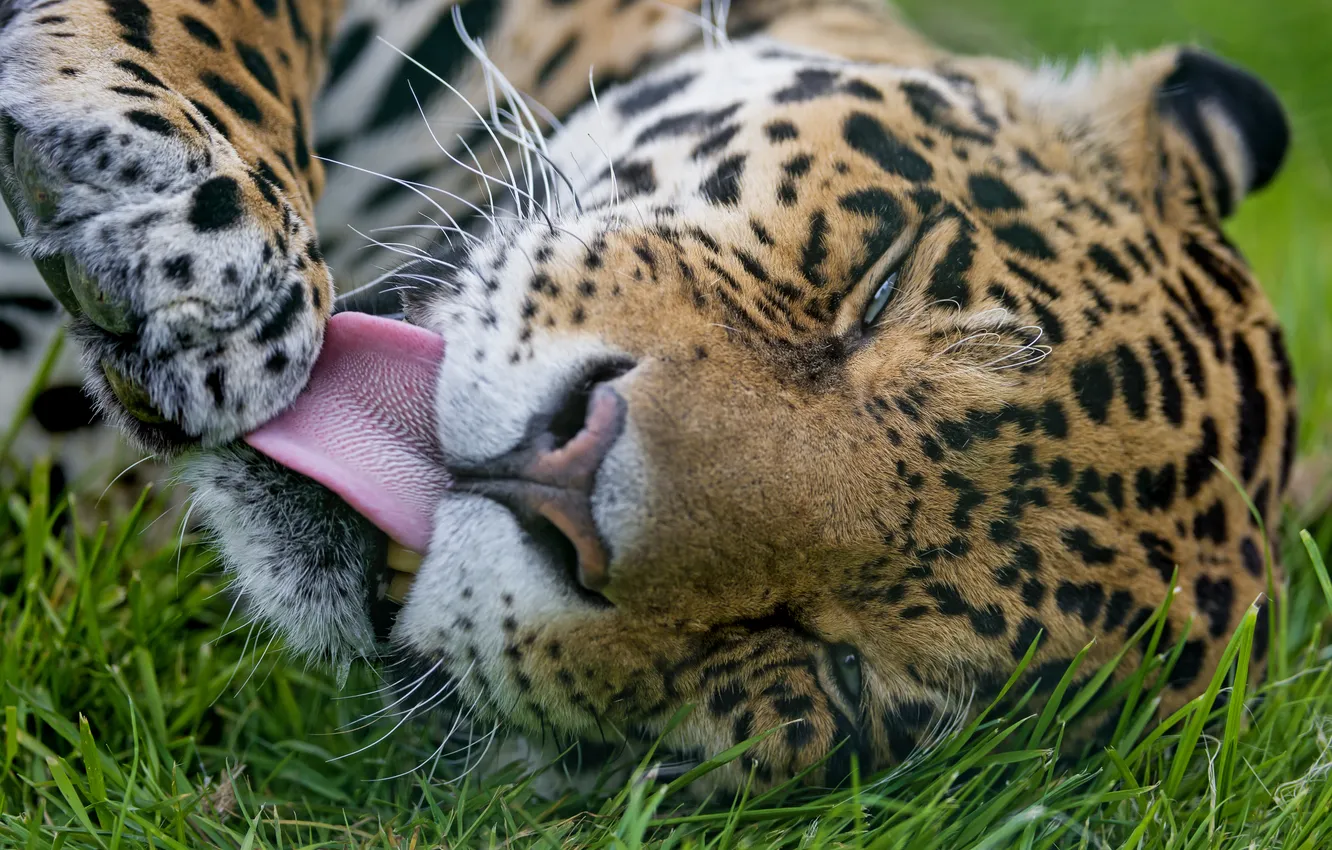 Фото обои язык, кошка, трава, морда, ягуар, ©Tambako The Jaguar