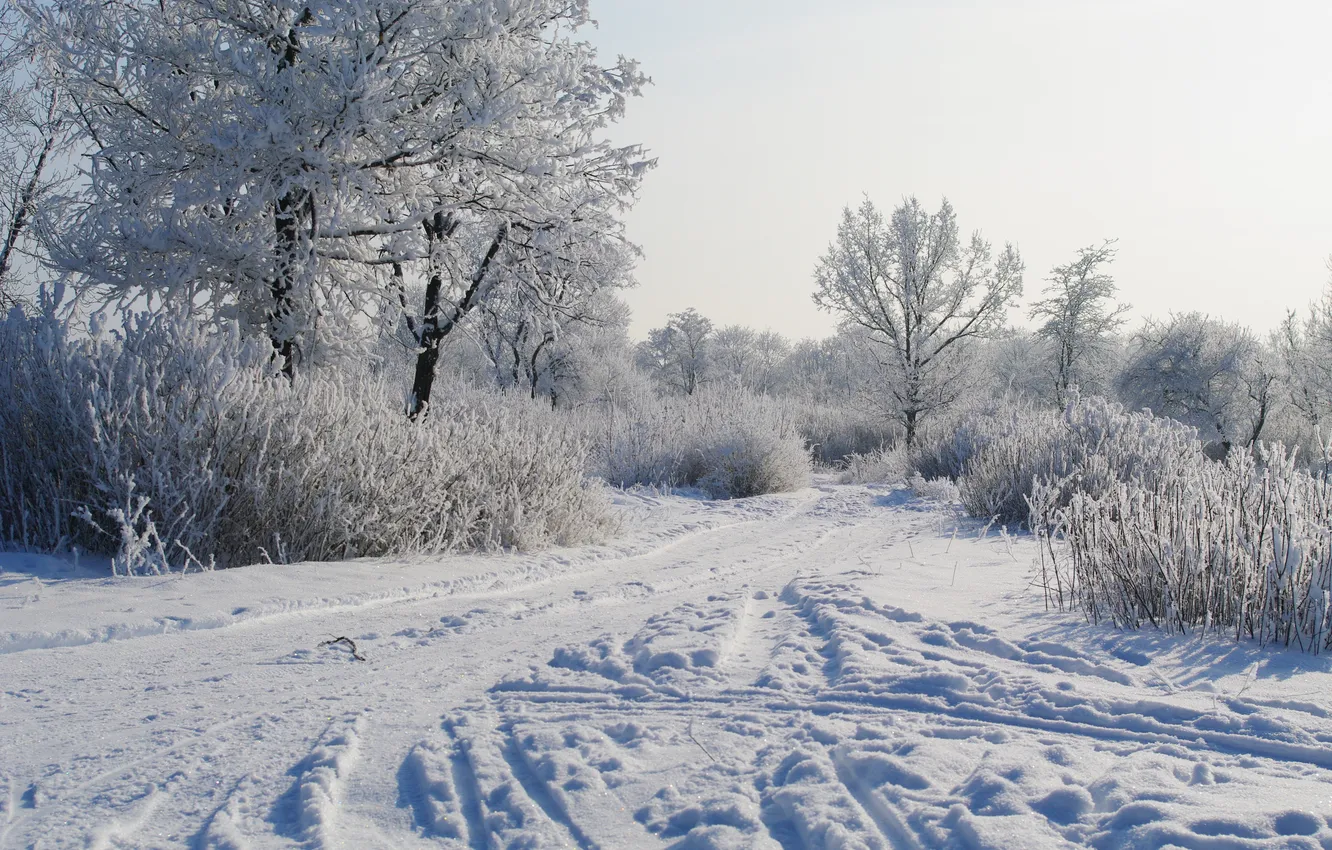 Фото обои снег, Зима, утро, деревья в снегу