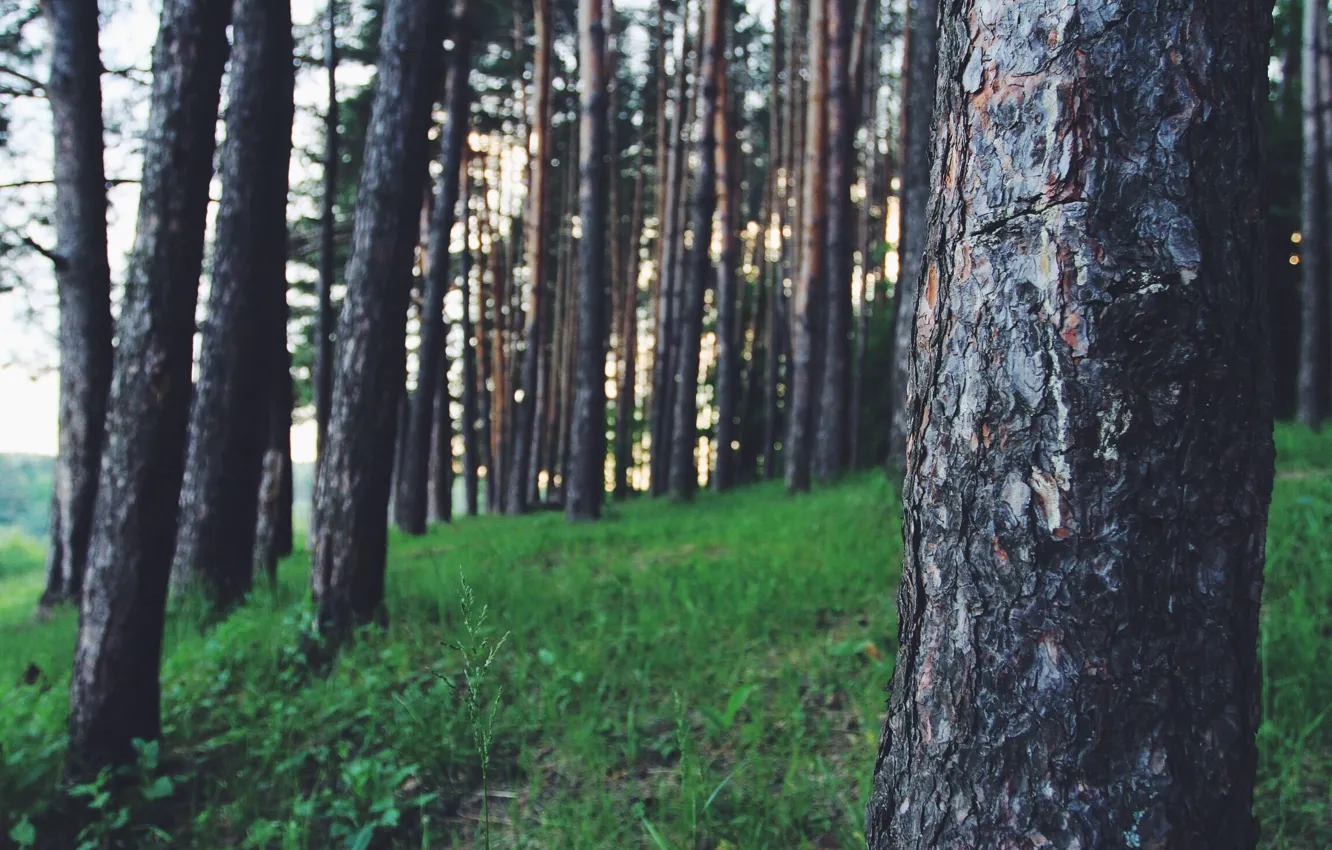 Фото обои зелень, лес, свежесть, парк, дерево, воздух, прогулка