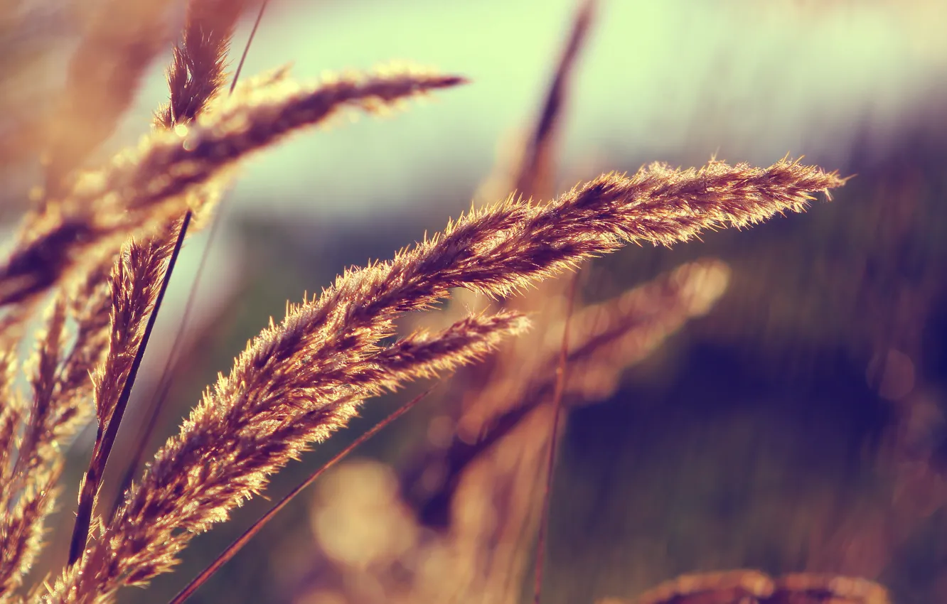 Фото обои grass, field, autumn