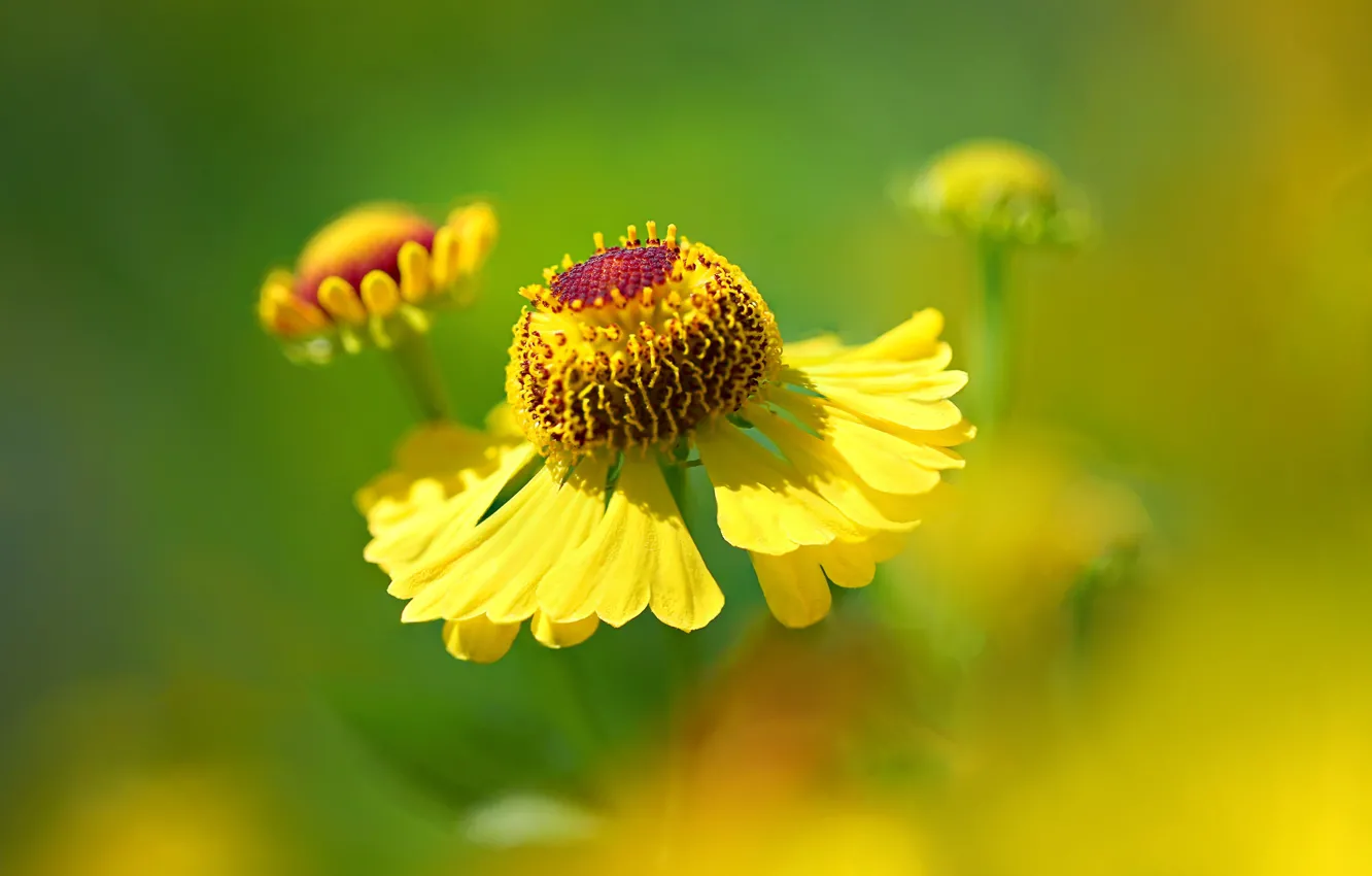 Фото обои макро, природа, лепестки