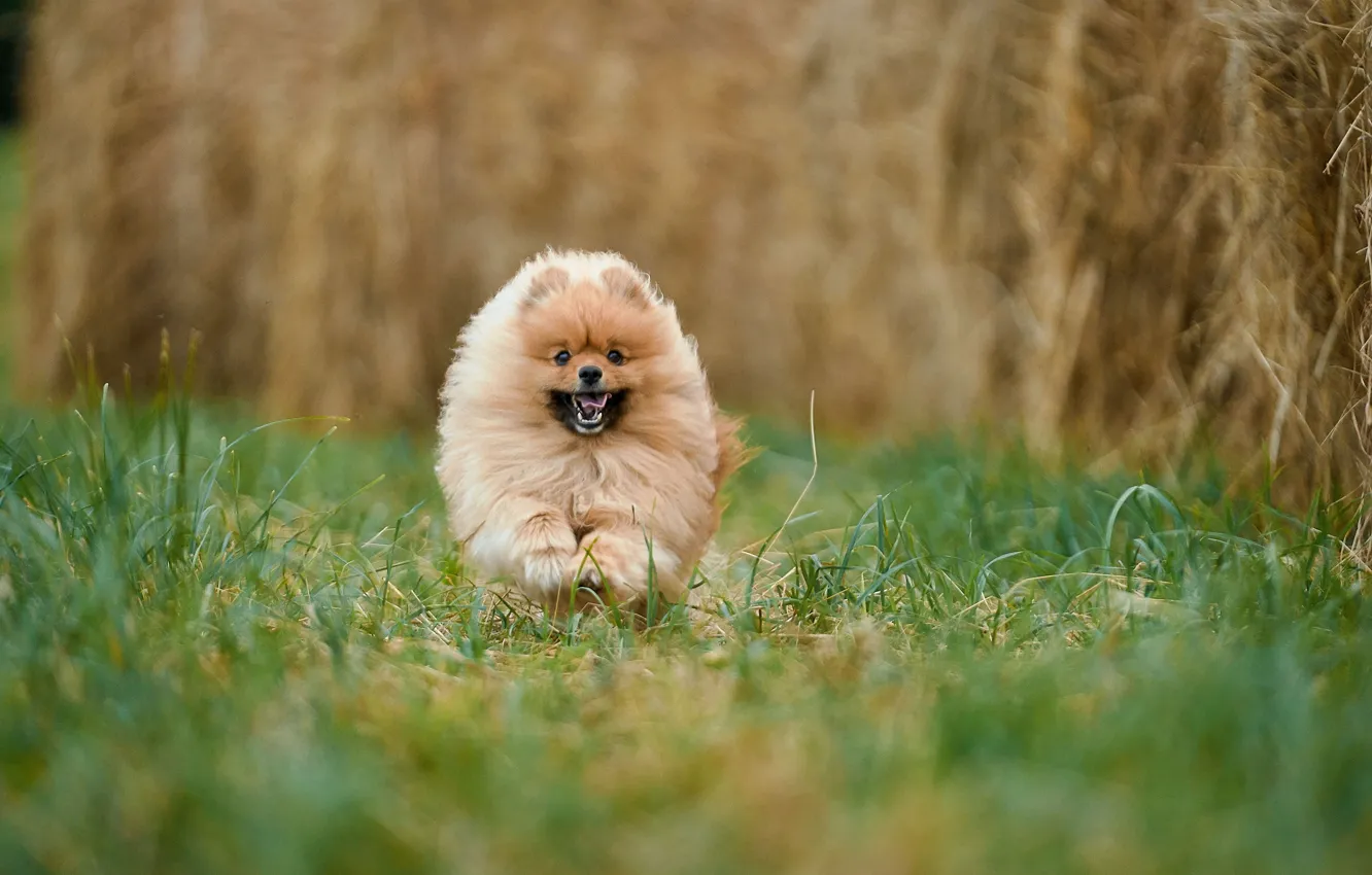 Фото обои трава, природа, собака, бег, пёс, Оксана Сироштан